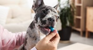 Chew on dog dental treats