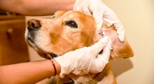 How Often Should You Clean Your Dog's Ears