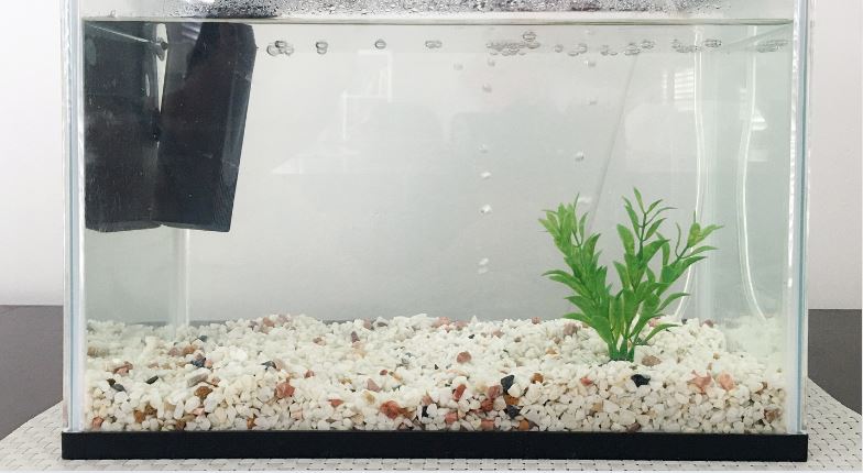 How to Clean a Fish Tank?