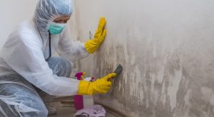 Methods on How to Clean Mould from Ceilings and Walls