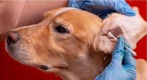 Step-by-Step Guide on How To Clean Dogs Ears