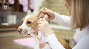 Tips and Precautions for Cleaning Dogs Ears