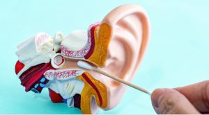 Understanding the Anatomy of the Ear