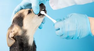 Use pleasant toothpaste to brush your dog's teeth