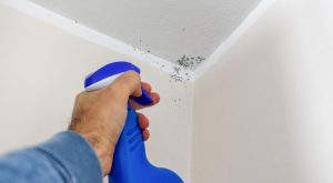 What is Mould and How Does it Form?
