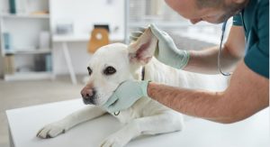 Why Clean Your Dog's Ears?