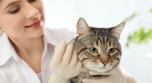 Common Questions and Concerns about Cleaning Cat's Ears