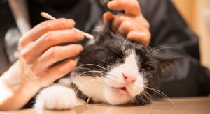 Supplies You'll Need to Clean Your Cat's Ears