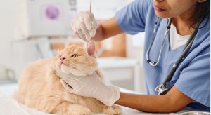 When to Contact a Veterinarian for Ear Issues?