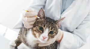 Why is Ear Cleaning Important for Cats?